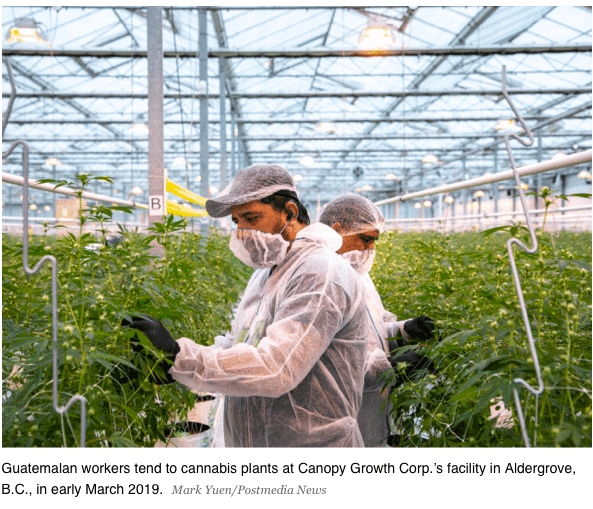 Canopy Workers